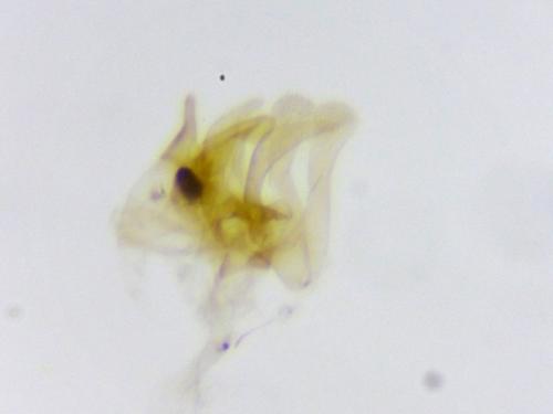 Réf. 282 027 : Coccidiphila gerasimovi